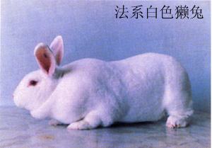 纯种法系獭兔种兔价格肉兔签回收批发