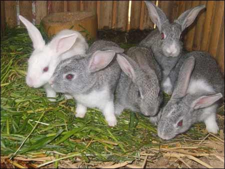 供应肉兔的效益分析天津肉兔价格肉食兔