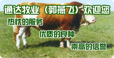 供应湖南肉牛养殖场来山西通达牧业www.sxrnw.com图片