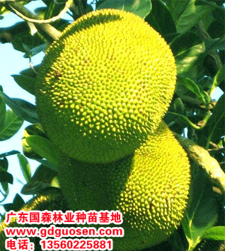 供应广东菠萝蜜种苗基地—菠萝蜜