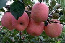 山西短枝矮化苹果树苗，红富士苹果苗，红富士苹果苗多少钱一棵1117图片