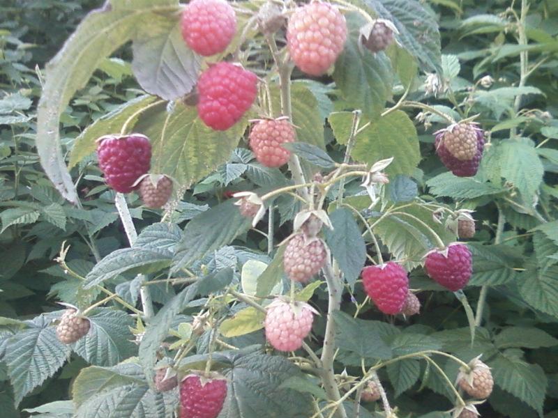 白山市北京树莓树莓种植哪里有树莓树莓苗厂家