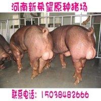 供应美国种猪价格美国原种猪
