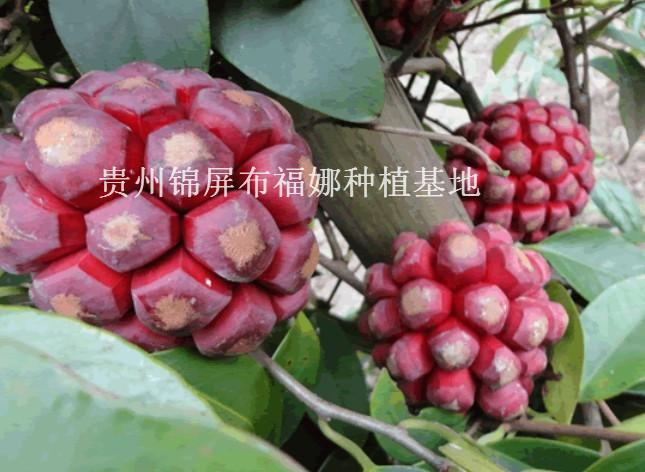 供应菠萝葡萄基地，贵州菠萝葡萄基地，菠萝葡萄种植基地，菠萝葡萄种苗批发