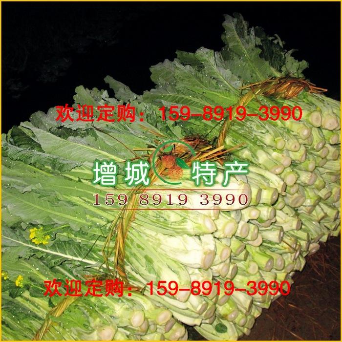 供应用于的广州增城迟菜心供应各地酒楼、农庄、餐饮