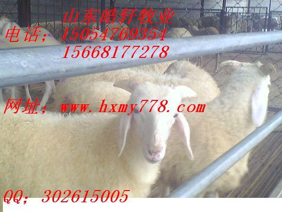 供应牡丹江养殖亚洲黄羊杜泊羊
