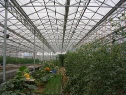 上海蔬菜温室玻璃房回收5玻璃房