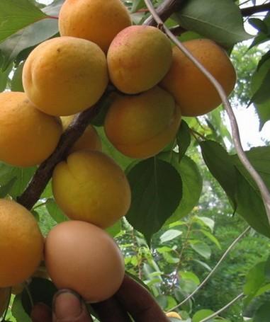 供应杏树苗批发，河北杏树苗种植，杏树苗生产，杏树苗供应，杏树苗