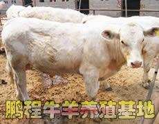 圈养肉牛养殖技术
