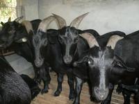 供应急售黑山羊 种羊 羔羊图片