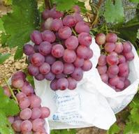 早熟葡萄苗维多利亚大棚葡萄苗供应早熟葡萄苗维多利亚大棚葡萄苗