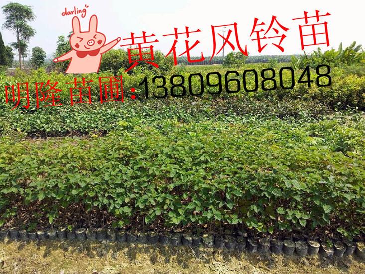 供应台湾珍珠番石榴苗种植基地 