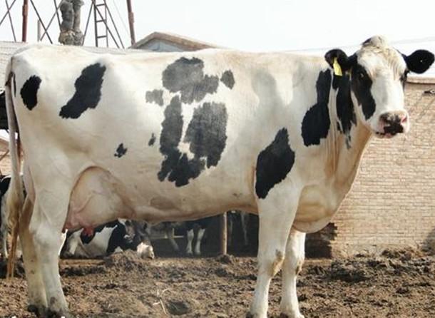 国营奶牛场出售高产奶牛 奶牛价格 小牛犊价格 育成牛价格