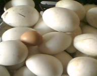 供应双黄鹅蛋价格新鲜鹅蛋价格