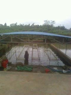 鲶鱼苗价格茂名鱼苗场供应用于鲶鱼养殖的鲶鱼苗价格茂名鱼苗场