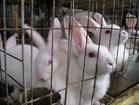 獭兔养殖基地长毛兔养殖长毛兔价格批发
