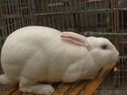 泗水獭兔养殖基地种兔肉兔长毛兔批发