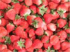 供应四季皆可吃的草莓