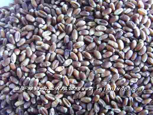 供应黑小麦种子绿小麦种子黑小麦