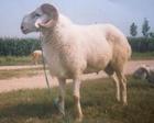 供应想发家不用忙养殖改良优质羊品种全育肥肉羊好管理繁殖肉羊能发财