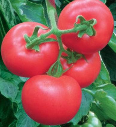 供应番茄种子进口番茄种子
