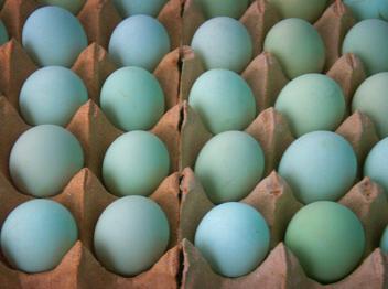 供应绿壳蛋鸡鸡苗的免疫程序