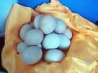 萍乡市养绿壳蛋鸡是您致富的好选择厂家供应养绿壳蛋鸡是您致富的好选择