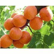 杏树苗 优质杏树苗 品种杏树苗