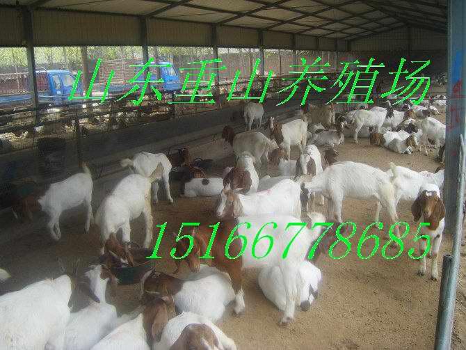 供应用于的波尔种羊|怀孕母羊、育肥羔羊质优价低
