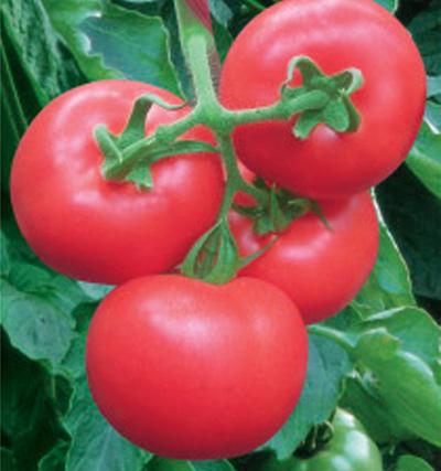 优质番茄种子中亚208批发