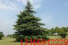 2.5米油松树3米落地冠油松树苗批发