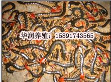 新疆蜈蚣的养殖甘肃蜈蚣的养殖河北批发