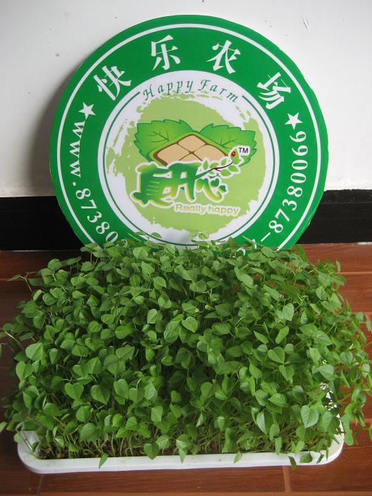 芽苗菜专用盘在家种植芽苗菜 家庭小菜园 安全绿色 无污染放心菜