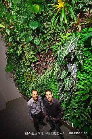 植物生态墙绿墙，植物生态墙绿墙价格，植物生态墙绿墙公司