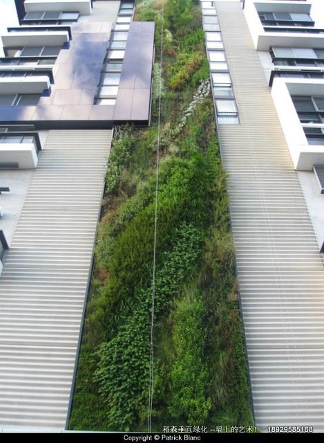 垂直绿化植物墙与布兰克广东垂直绿化植物墙与布兰克-广东
