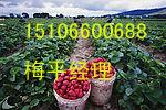供应江苏草莓采摘旅游