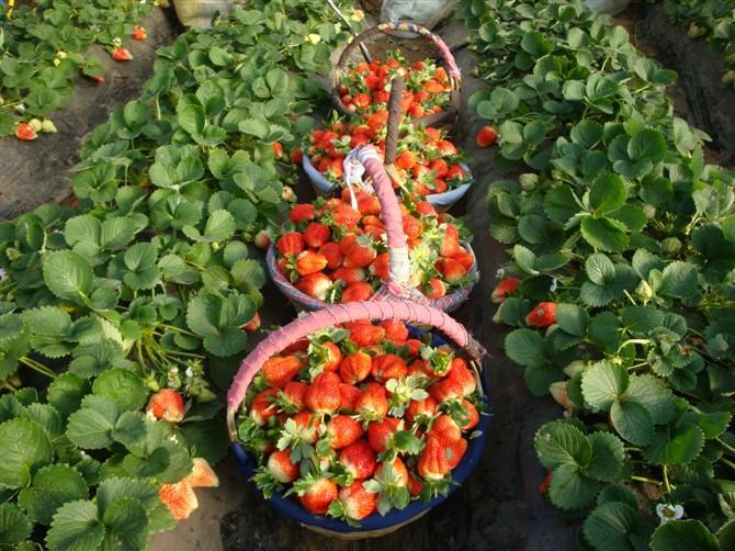 徐州市江苏草莓采摘旅游厂家供应江苏草莓采摘旅游