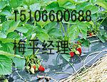 供应邳州草莓苗价格 草莓苗价格哪里最便宜