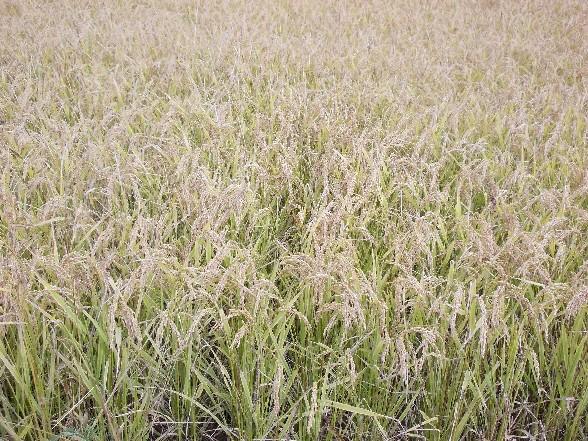供应黑龙江专业种植五常大米批发