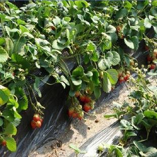 泰安市丰香草莓苗大量批发草莓栽子厂家