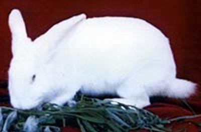 供应安徽省实验兔-新西兰白兔