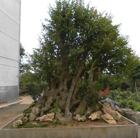 供应山东苹果苗/苹果树苗种植园