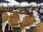 供应忻州市肉牛价格西门塔尔利木赞肉牛养殖技术图片