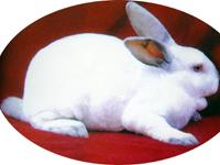 供应2012獭兔的市场价格