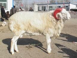 肉羊哪个品种好怎样养殖肉羊批发