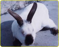 供应伊位肉兔 山东专业培育伊拉肉兔养殖基地 山东伊拉肉兔多少钱