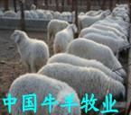 小尾寒羊孕羊羊羔羊苗供应用于种羊的小尾寒羊孕羊羊羔羊苗2016年肉羊价格_最新肉羊价格/批发报价_肉羊多少钱?