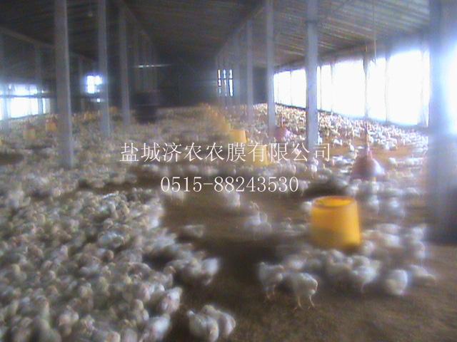 供应大棚养殖膜供应，养鸡黑白膜，养猪专用膜，食用菌大棚膜