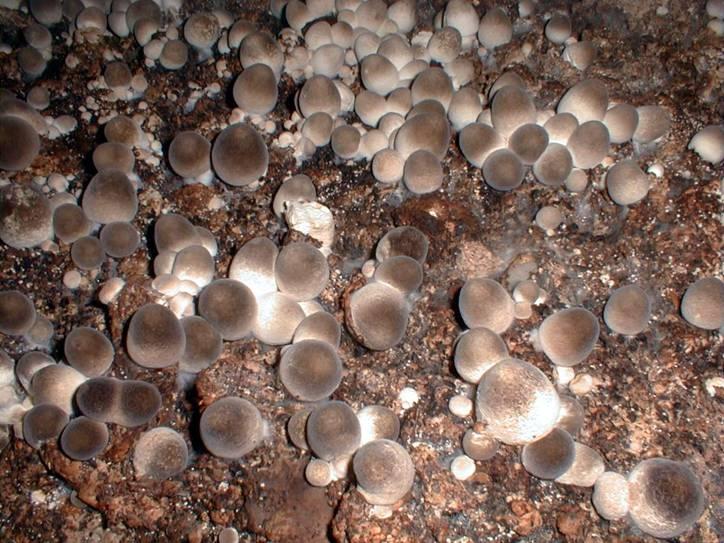 供应蘑菇专用膜