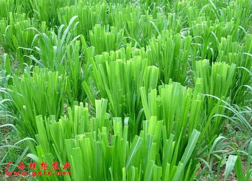 钦州市新型皇竹草厂家